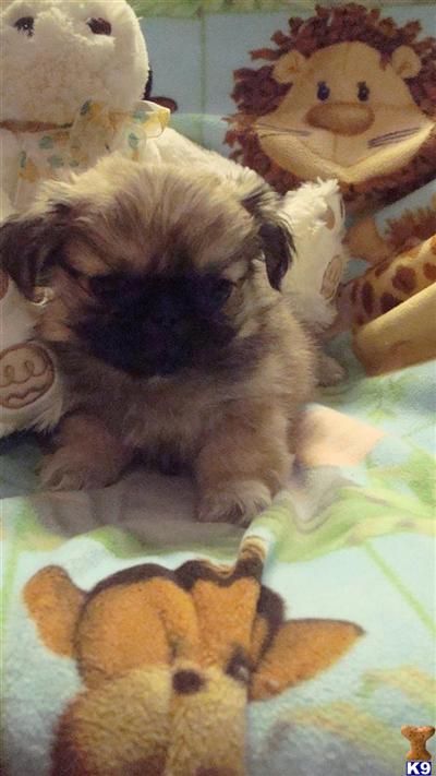 Pekingese Puppies for Sale
