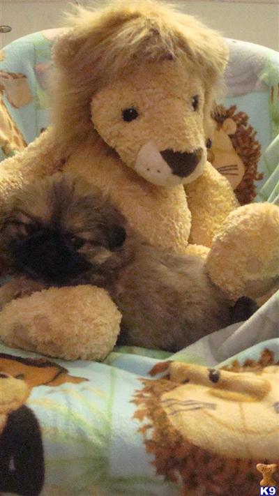 Pekingese Puppies for Sale