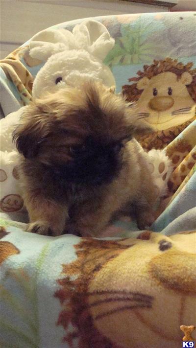 Pekingese Puppies for Sale