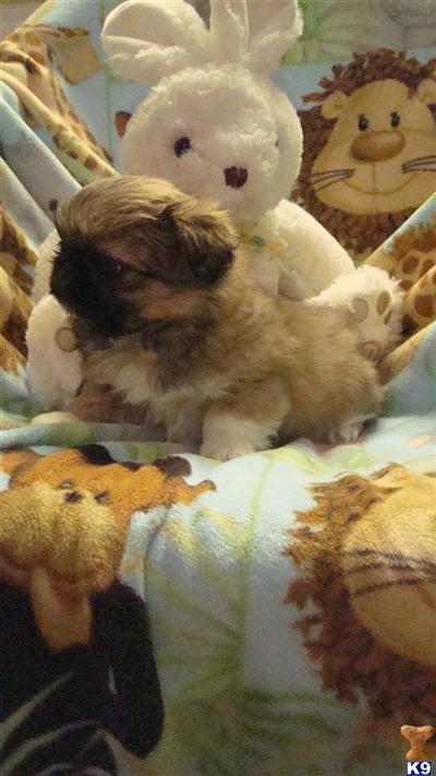 Pekingese Puppies for Sale