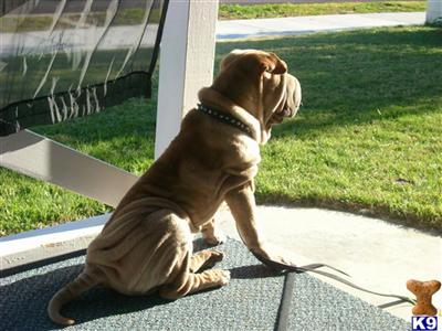 Stud Dogs - Chinese Shar-Pei