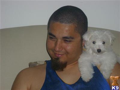 Stud Dogs - Maltese