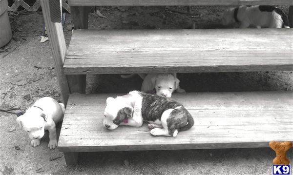 American Bulldog Puppies