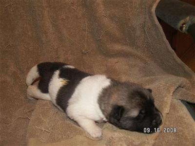 Akita Puppies in TX