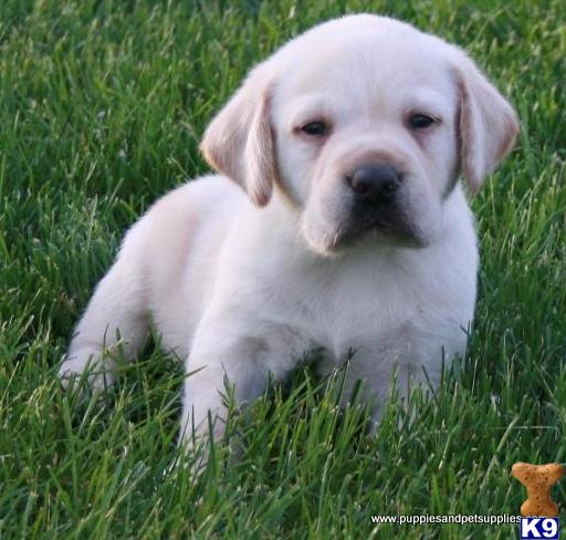 Puppies in SC