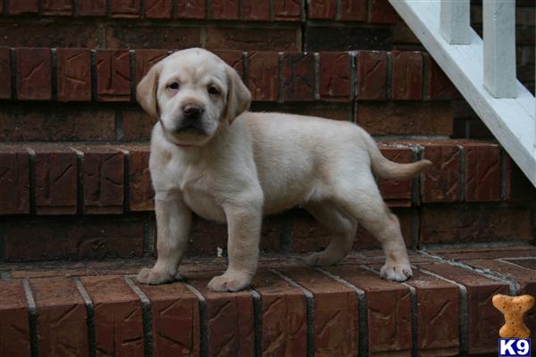 Labrador Retriever Puppies in SC