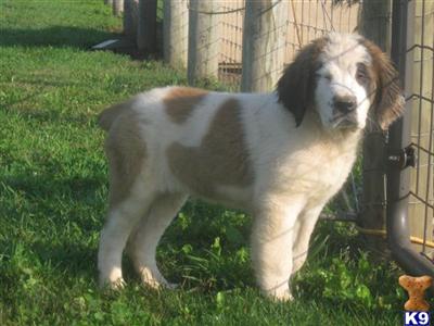 Saint Bernard Puppies for Sale