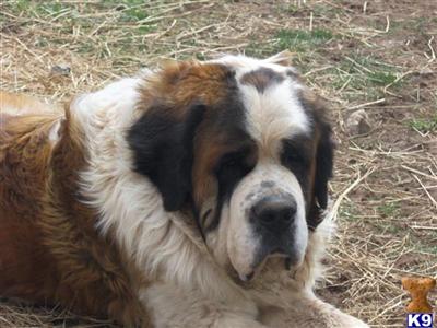 Saint Bernard Puppies for Sale