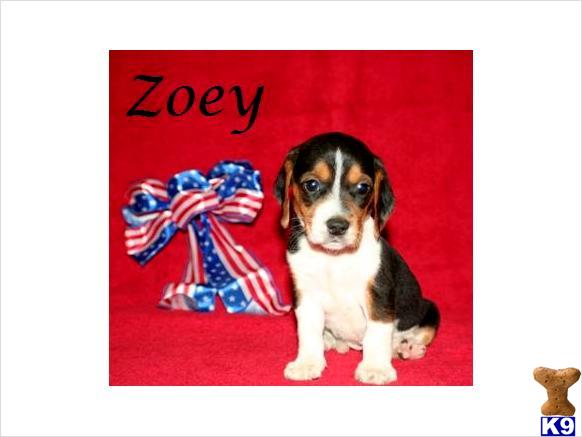 Beagle Puppies in IL