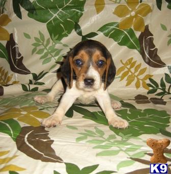 Beagle Puppies in IL
