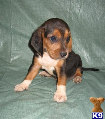 Beagle Puppies in IL