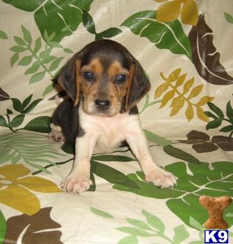 Beagle Puppies in IL