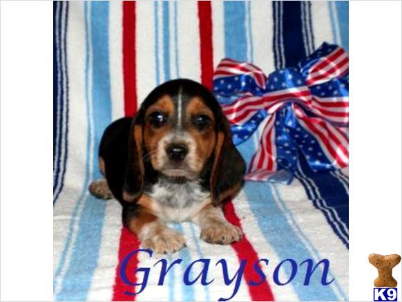 Beagle Puppies in IL
