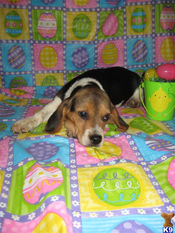 Beagle Puppies in IL