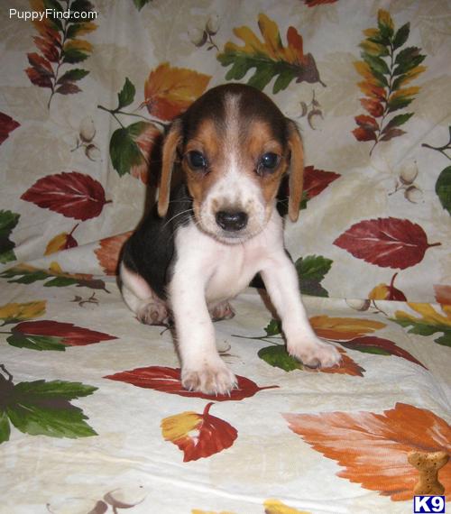 Beagle Puppies in IL