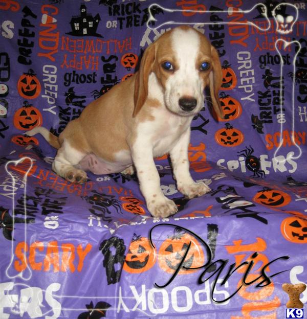 Beagle Puppies in IL