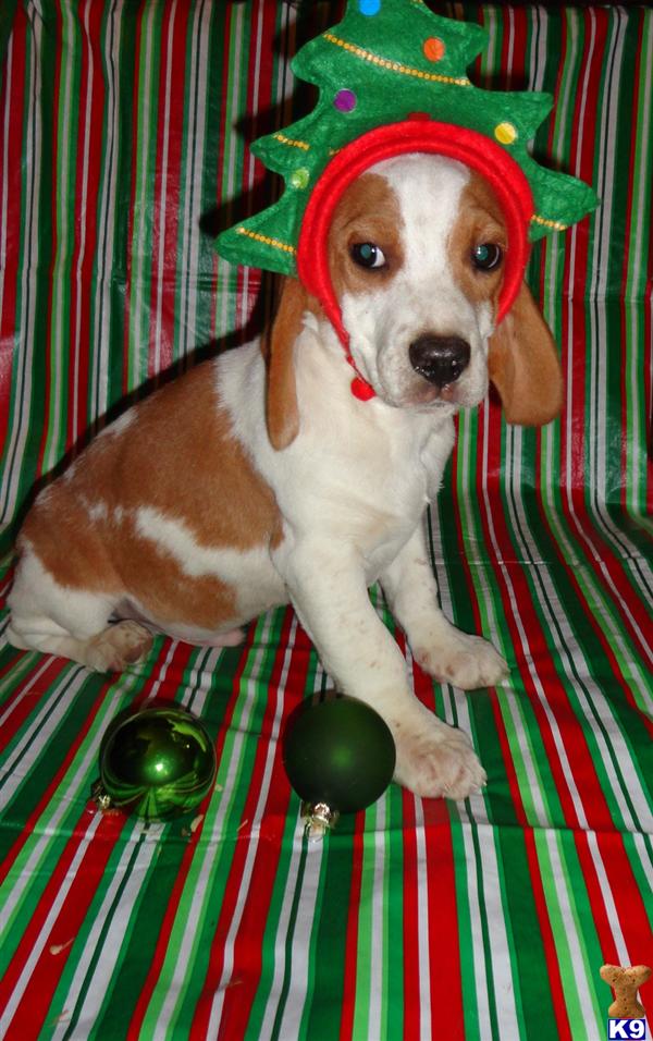 Beagle Puppies in IL