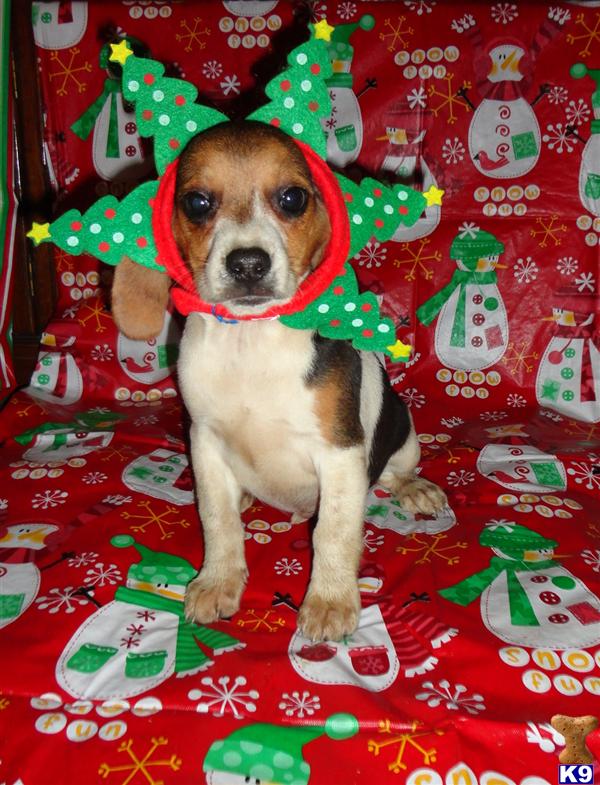 Beagle Puppies in IL