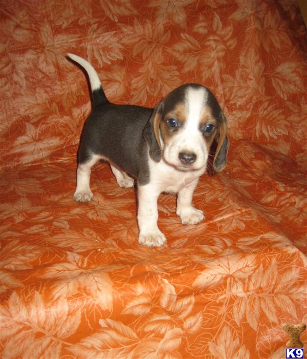 Beagle Puppies in IL