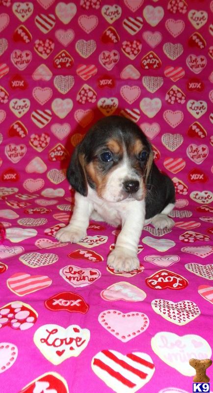 Puppies in IL