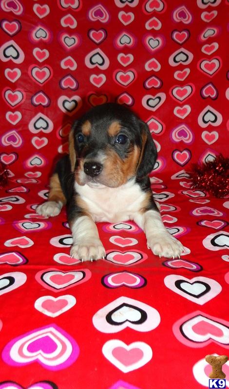 Beagle Puppies in IL