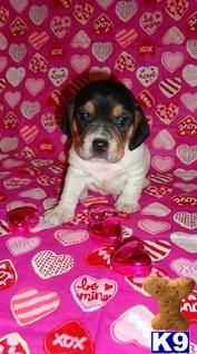 Puppies in IL