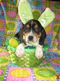 Beagle