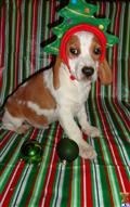 Beagle