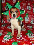 Beagle