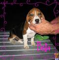 Beagle