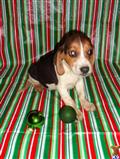 Beagle