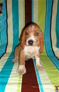 Beagle