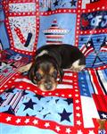 Beagle