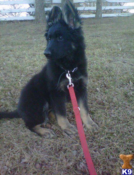 Puppies in NE