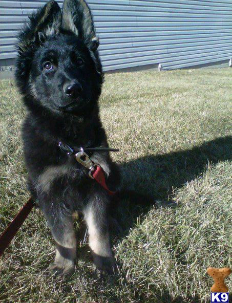 Dogs for Sale in NE