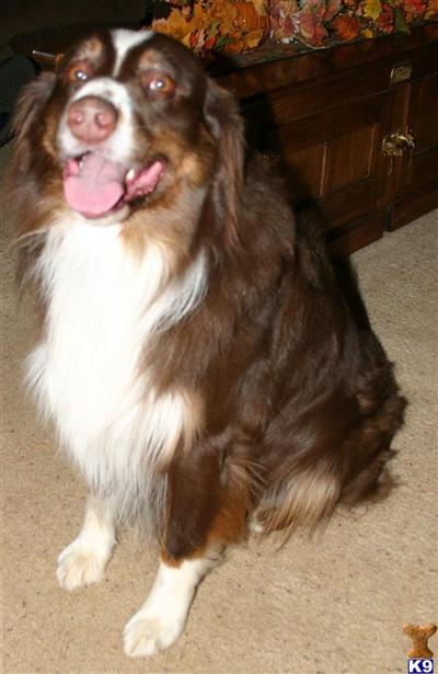 Stud Dogs - Australian Shepherd