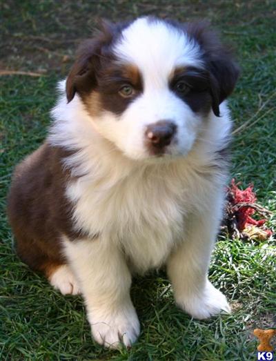 Australian Shepherd Puppies for Sale