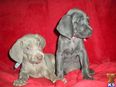 Weimaraner Puppies for Sale