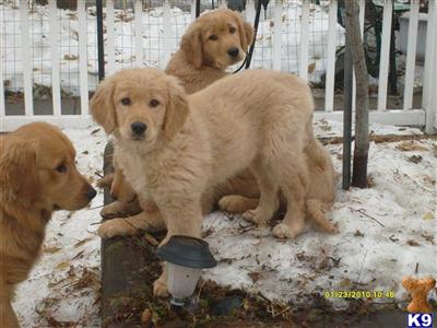 Puppies in NE