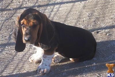 Puppies in KS