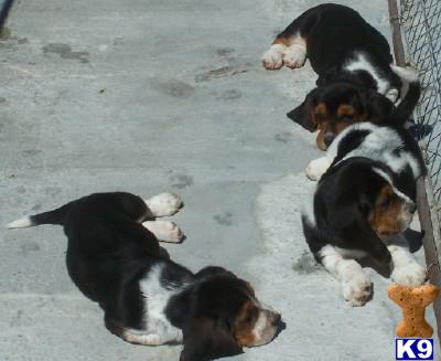 Basset Hound Puppies for Sale
