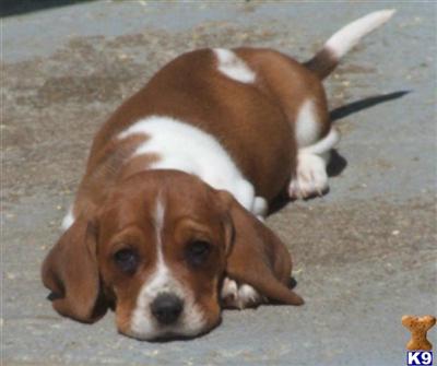 Basset Hound Puppies for Sale