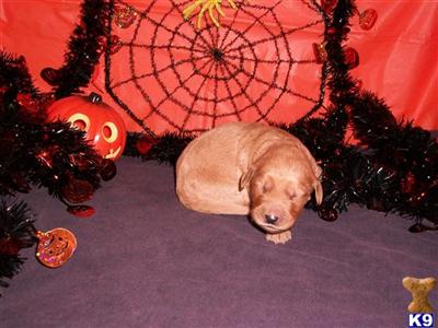 Puppies in MI