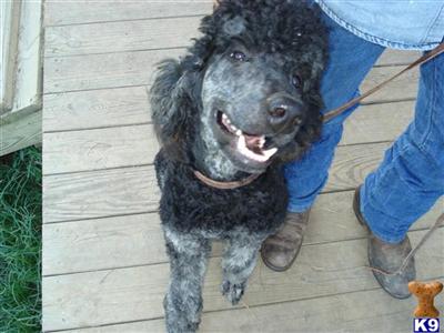 Dogs for Sale in MI