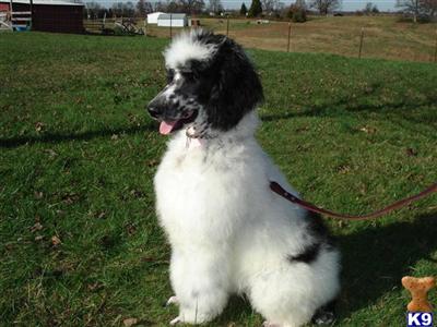 Poodle Puppies for Sale