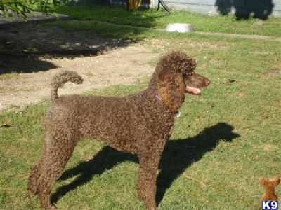Dogs for Sale in MI