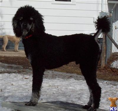 Stud Dogs - Poodle