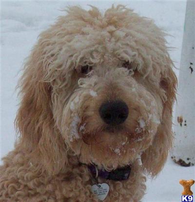 Goldendoodles Puppies for Sale