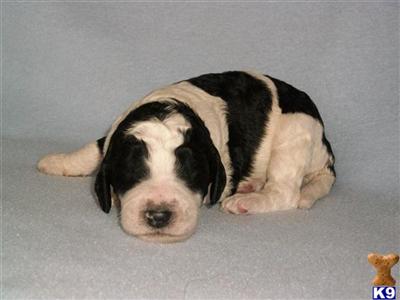 Goldendoodles Puppies in MI goldendoodle puppies for sale in michigan. Goldendoodles Puppies in MI