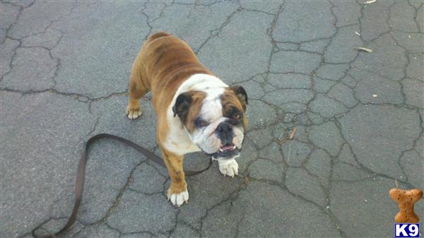 Dogs - English Bulldog